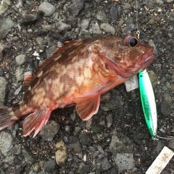 とりあえず5目釣り